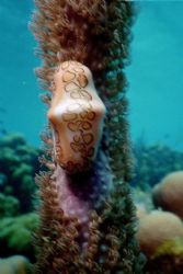 Flamingo Tongue taken in Bonaire with a Motor Marine II w... by Al Figley 